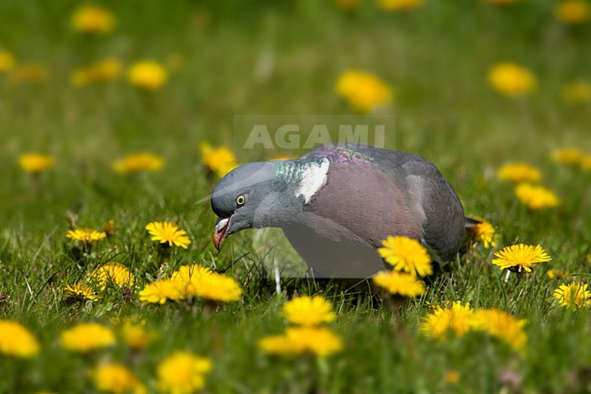 Houtduif tussen paardenbloemen, Common Wood Pigeon and yellow flowers stock-image by Agami/Wil Leurs,