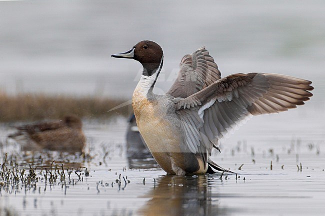 Mannetje Pijlstaart met vleugels slaand; Male Northern Pintail flapping wings stock-image by Agami/Daniele Occhiato,
