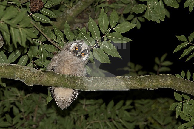 Juvenile Long-eared Owl stock-image by Agami/Theo Douma,