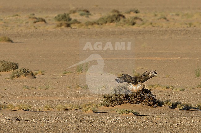 Atlas Long-legged Buzzard (Buteo rufinus cirtensis) landing on low scrub in desert of Morocco. Seen on the back, showing upper wings. stock-image by Agami/Rafael Armada,