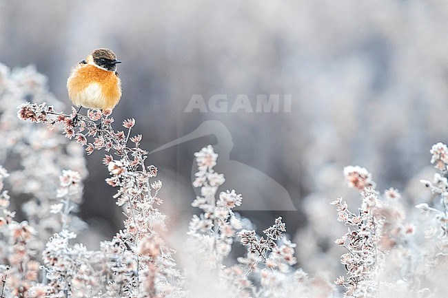 Wintering male European Stonechat (Saxicola rubicola) in frozen conditions stock-image by Agami/Daniele Occhiato,