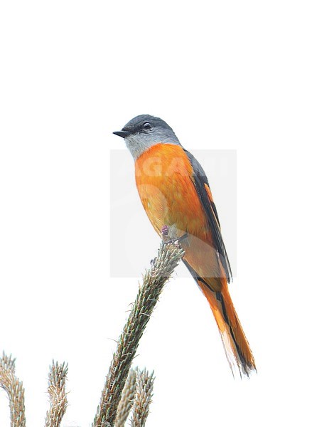 Male Grey-chinned Minivet (Pericrocotus solaris) perched on a twig in Emeifang national nature reserve, China. stock-image by Agami/James Eaton,