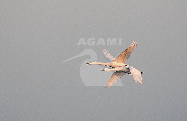 Pair of Bewick's Swans (Cygnus bewickii) wintering at Starrevaart, the Netherlands. Flying past in formation. stock-image by Agami/Marc Guyt,