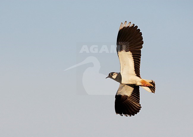 Kievit in de vlucht; Northern Lapwing in flight stock-image by Agami/Markus Varesvuo,