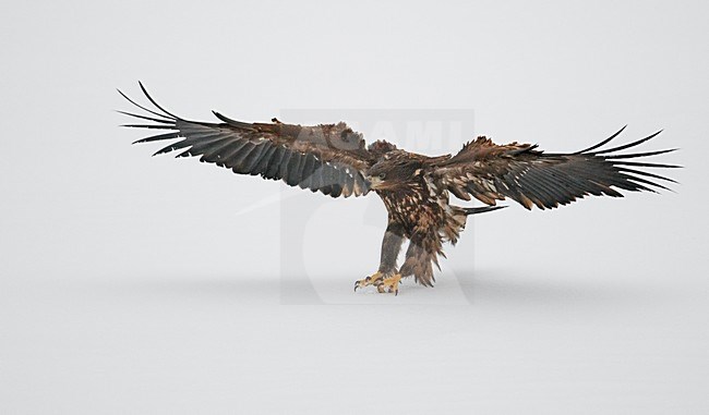 Zeearend onvolwassen landend; White-tailed Eagle immature landing stock-image by Agami/Markus Varesvuo,