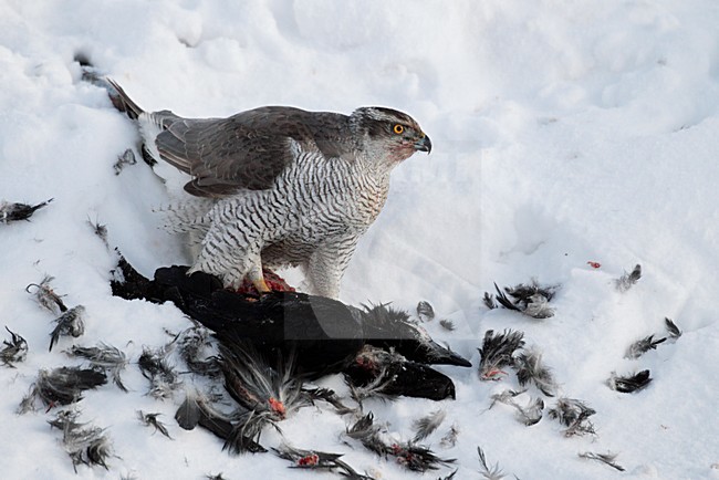 Havik met prooi in de sneeuw; Northern Goshawk with prey in snow stock-image by Agami/Markus Varesvuo,