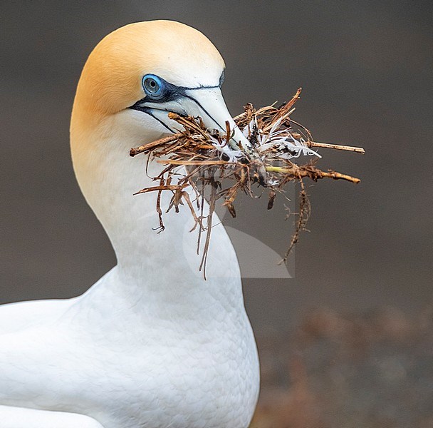 Australasian Gannet (Morus serrator), also known as Australian gannet, in New Zealand. Adult carrying nest material. stock-image by Agami/Marc Guyt,