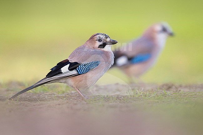 Eurasian Jay, Garrulus glandarius albipectus, in Italy. stock-image by Agami/Daniele Occhiato,