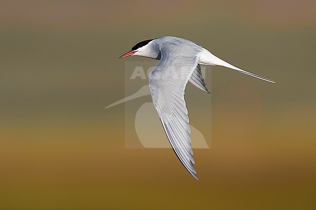 Flying adult Arctic Tern (Sterna paradisaea) in breeding plumage in Iceland during spring. stock-image by Agami/Daniele Occhiato,