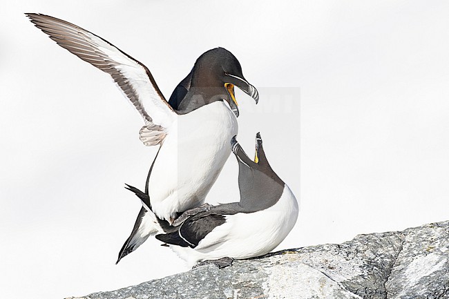  stock-image by Agami/Menno van Duijn,