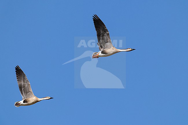 two Swan Goose (Anser cygnoides), found in Choibalsan in Dornod Aimag in Mongolia stock-image by Agami/Mathias Putze,