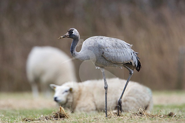  stock-image by Agami/Arie Ouwerkerk,