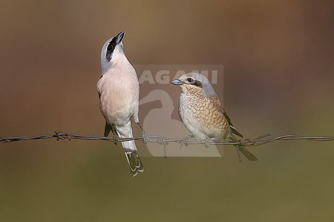 Adult male and female Red-backed Shrike, Lanius collurio, in Georgia. stock-image by Agami/Daniele Occhiato,