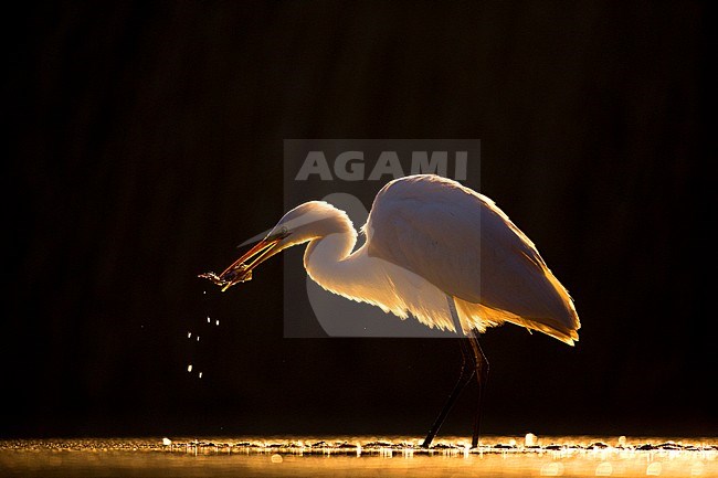 Grote Zilverreiger, Great Egret stock-image by Agami/Bence Mate,