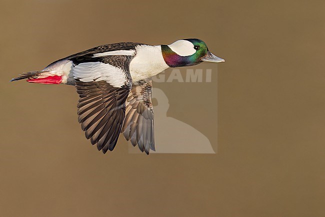 Adult male Bufflehead (Bucephala albeola) flying near Victoria, BC, Canada. stock-image by Agami/Glenn Bartley,