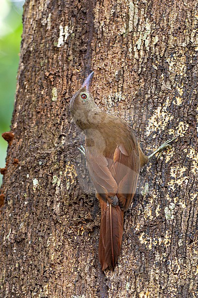 Uniform (or Brigida's) Woodcreeper (Hylexetastes uniformis brigidai) clinging to a tree trunk in tropical rainforest in Para, Brazil. This species is categorized as Vulnerable by BirdLife International. stock-image by Agami/Andy & Gill Swash ,