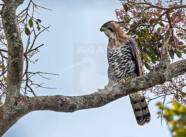 Adult Ornate Hawk-Eagle (Spizaetus ornatus) in Panama. stock-image by Agami/Pete Morris,