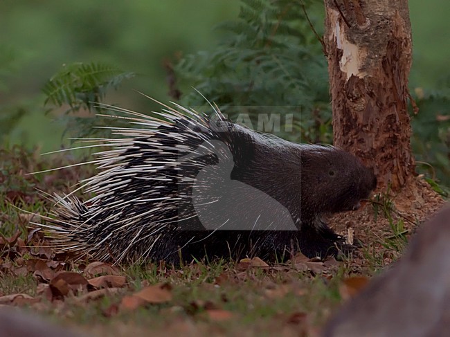 Maleis stekelvarken, Malayan Porcupine stock-image by Agami/Alex Vargas,