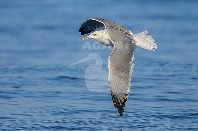 Lesser black-backed gull (Steppe), Larus fuscus barabensis, in flight. stock-image by Agami/Sylvain Reyt,