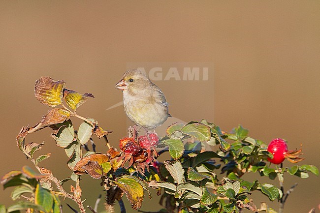 Female European Greenfinch in the fall foraging on one Japanese Rose stock-image by Agami/Menno van Duijn,