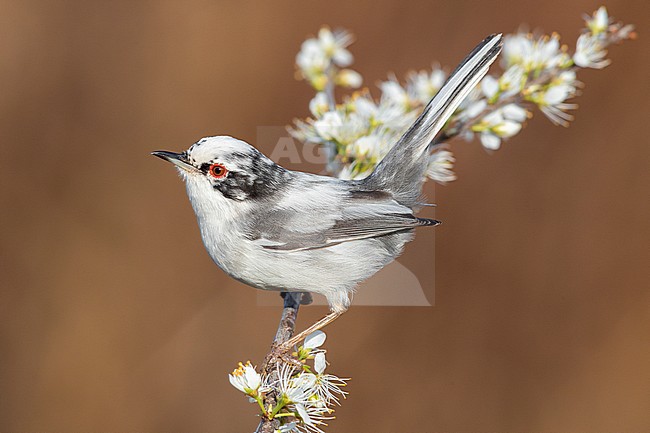Sardinian Warbler (Sylvia melanocephala), side view of a leucistic male perched on a Blackthorn branch, Campania, Italy stock-image by Agami/Saverio Gatto,