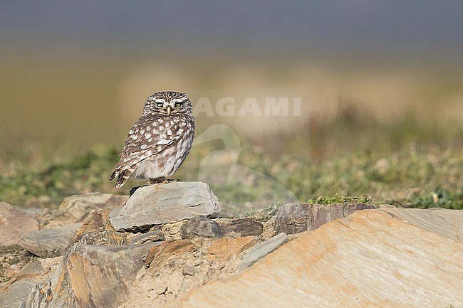 Little Owl - Steinkauz - Athene noctua vidalii, Spain, adult, female stock-image by Agami/Ralph Martin,