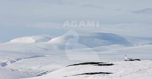Mannetje Alpensneeuwhoen in de sneeuw, Male Rock Ptarmigan in the snow stock-image by Agami/Markus Varesvuo,