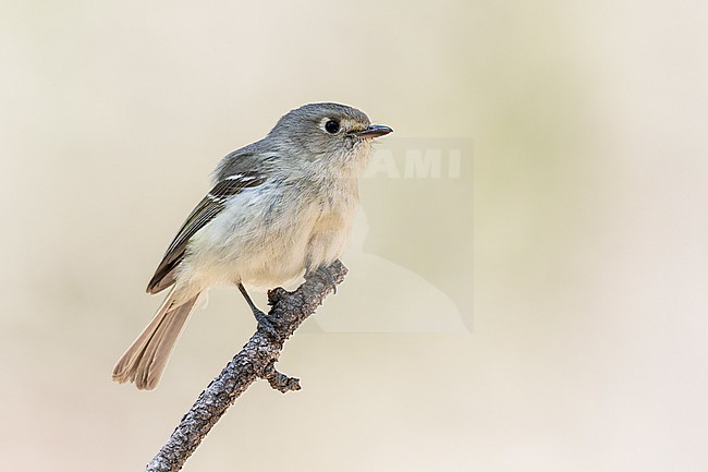 Adult
Pima Co., AZ
April 2024 stock-image by Agami/Brian E Small,