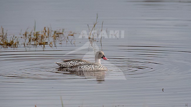  stock-image by Agami/Markku Rantala,