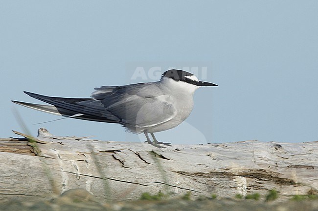 Aleutian Tern (Onychoprion aleuticus) adult breeding on Seward Peninsula, Alaska in June 2018 stock-image by Agami/Brian E Small,