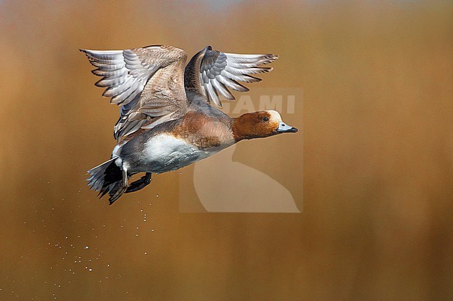 Adult male Eurasian Wigeon, Mareca penelope, taking off from a lake in Italy. stock-image by Agami/Daniele Occhiato,
