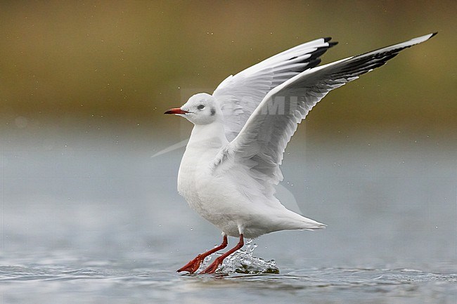 Black-headed Gull (Chroicocephalus ridibundus), side view of an adult taking off from the sea, Campania, Italy stock-image by Agami/Saverio Gatto,
