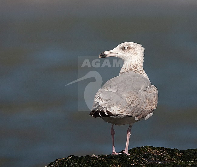 Third-winter European Herring Gull (Larus argentatus) standing on a rock at the coast of Katwijk in the Netherlands. Autumn bird seen on the back. stock-image by Agami/Marc Guyt,