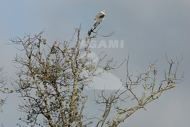 Black-winged Kite perched in tree Portugal, Grijze Wouw zittend in boom Portugal stock-image by Agami/Menno van Duijn,