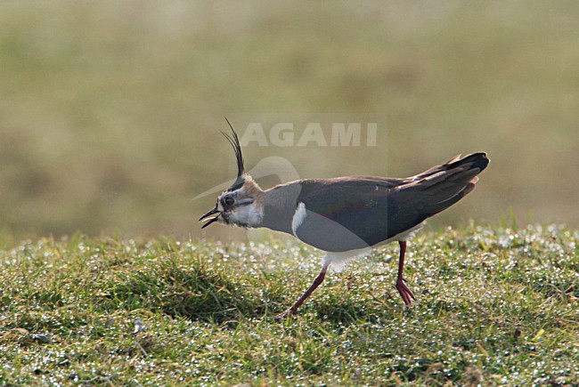 Kievit, Northern Lapwing, Vanellus vanellus stock-image by Agami/Arie Ouwerkerk,