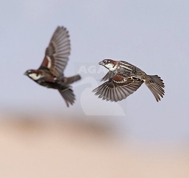 Spanish Sparrows (Passer hispaniolensis) during spring migration in southern negev, Israel. stock-image by Agami/Marc Guyt,