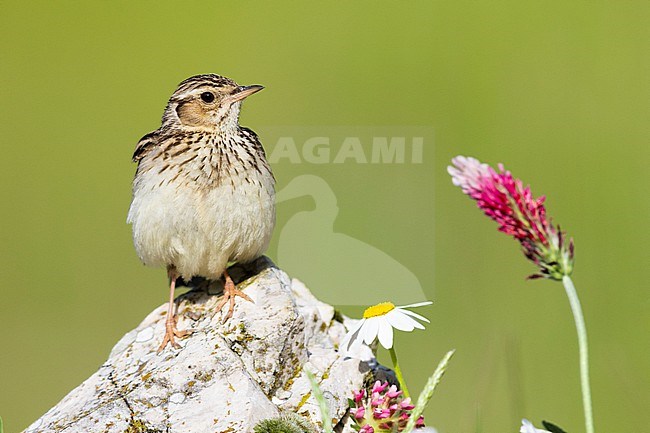 Wooodlark (Lullula arborea), front view of an adult standing on a rock, Campania, Italy stock-image by Agami/Saverio Gatto,