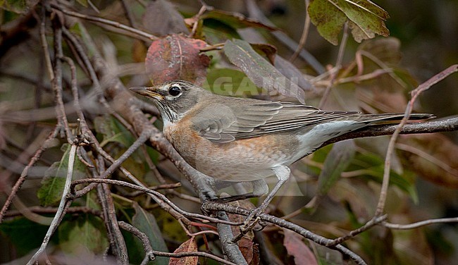American Robin (Turdus migratorius) perched in a tree in North America during autumn migration. stock-image by Agami/Ian Davies,