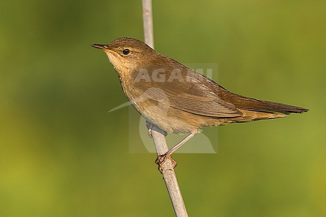Savi's Warbler (Locustella luscinioides) perched on a reed stem in reedbed in Italy. stock-image by Agami/Daniele Occhiato,