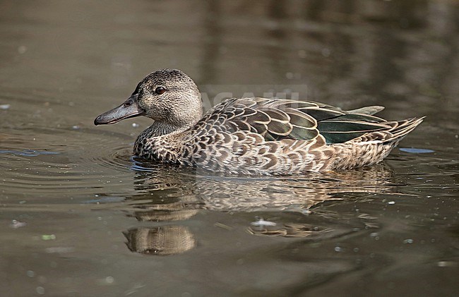 Blue-winged Teal (Anas discors), adult male in eclips plumage swimming in captivity, seen from the side. stock-image by Agami/Fred Visscher,