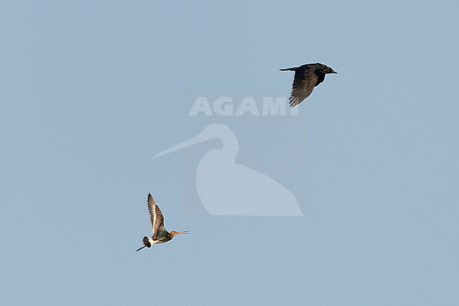 stock-image by Agami/Menno van Duijn,