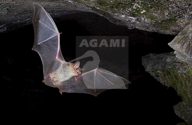 Vale Vleermuis verlaat grot, Greater Mouse-eared Bat leaving cave stock-image by Agami/Theo Douma,