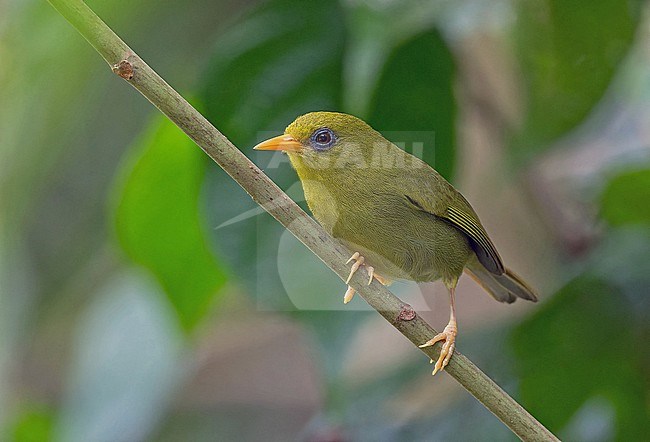 Rennell White-eye (Zosterops rennellianus) in the Solomon Islands. stock-image by Agami/Pete Morris,
