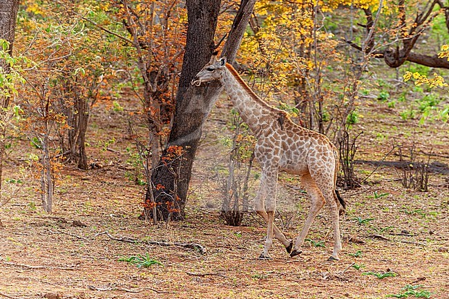 A southern giraffe calf, Giraffa camelopardalis, walking in a wooded area. Chobe National Park, Botswana. stock-image by Agami/Sergio Pitamitz,