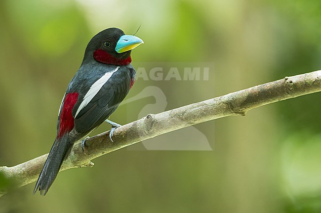 Black-and-red Broadbill (Cymbirhynchus macrorhynchos). Perched on a branch in Borneo. stock-image by Agami/Dubi Shapiro,