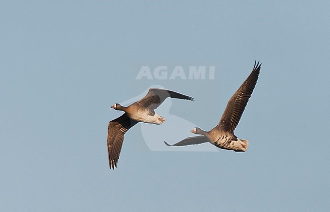 Overwinterende groep Kolganzen; Wintering flock of White-fronted Geese (Anser albifrons) on Texel, Netherlands. stock-image by Agami/Marc Guyt,