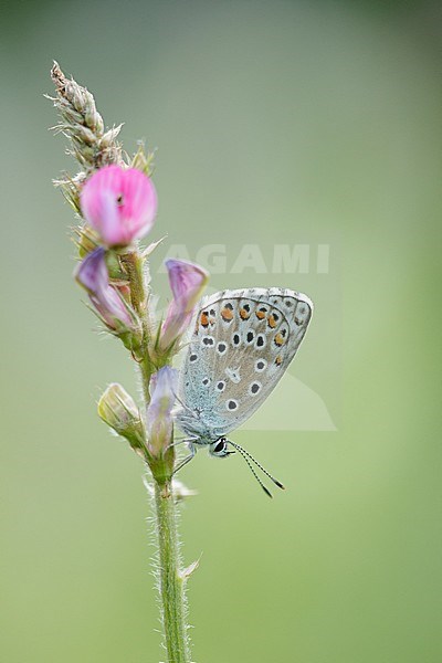 Resting on small plant in Mercantour in France. stock-image by Agami/Iolente Navarro,