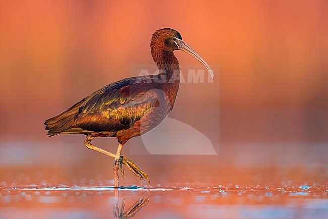 Glossy Ibis, Plegadis falcinellus, in Italy. stock-image by Agami/Daniele Occhiato,
