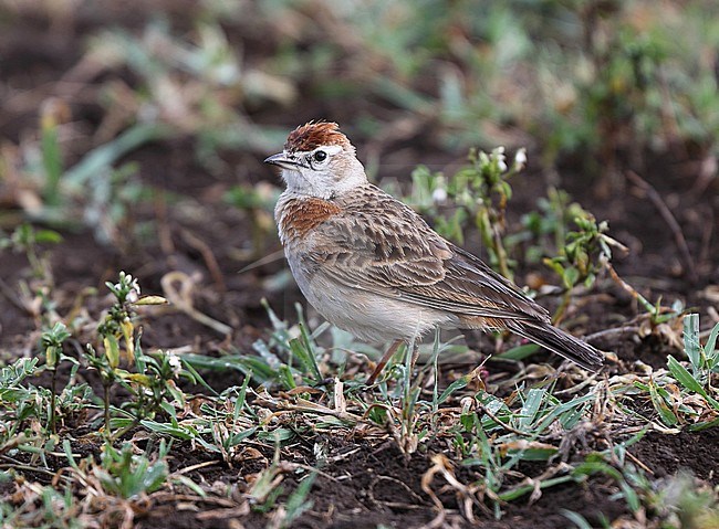 Red-capped Lark (Calandrella cinerea williamsi) adult male on short grass in Ngorongoro Crater, Tanzania stock-image by Agami/Andy & Gill Swash ,
