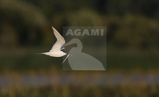 Sandwich Tern, Sterna sandvicensis, adult flying with Sand Eel, at Brøndby Strand, Denmark stock-image by Agami/Helge Sorensen,
